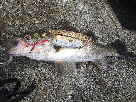 今日も本命は釣れず‥