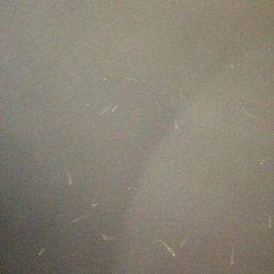 手のひらサイズのソイ好調