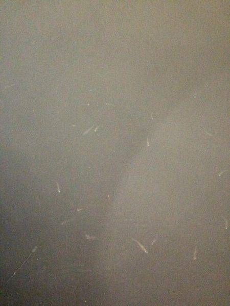 手のひらサイズのソイ好調