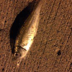 シャクリシャクリ&ライトライト