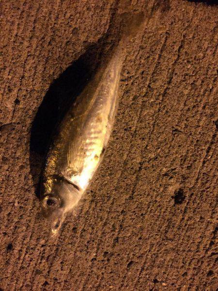 シャクリシャクリ&ライトライト