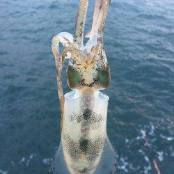 今日は月が明るいです(○´3`○)ノ