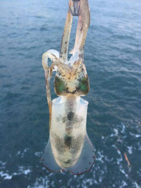 今日は月が明るいです(○´3`○)ノ