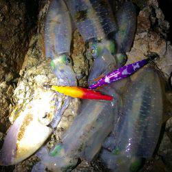 ナイトエギング