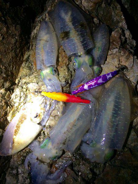 ナイトエギング