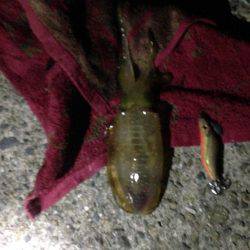 ケンサキ時々アオリ