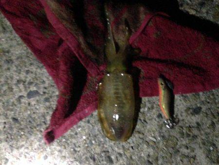 ケンサキ時々アオリ