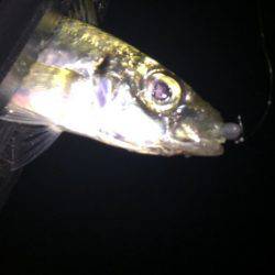 中アジいました〜☆