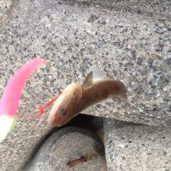 アタリが渋すぎ〜