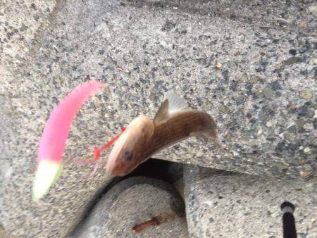 アタリが渋すぎ〜