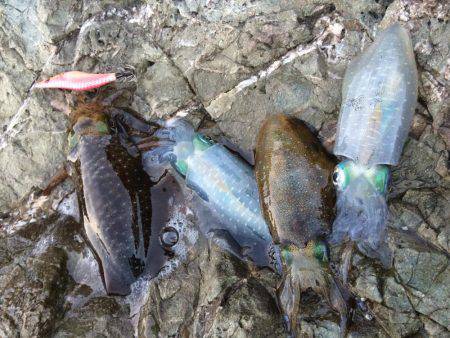 短時間エギング