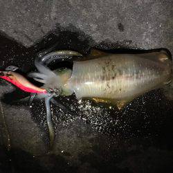 アオリイカ調査