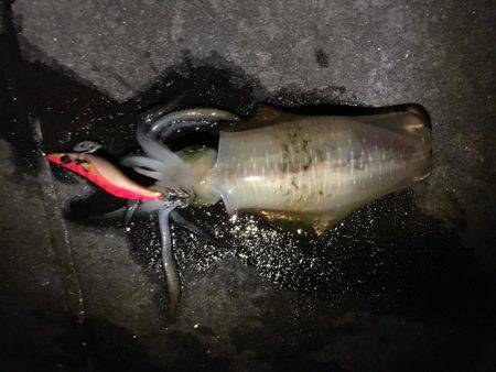 アオリイカ調査