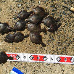 今年もついにカワハギが