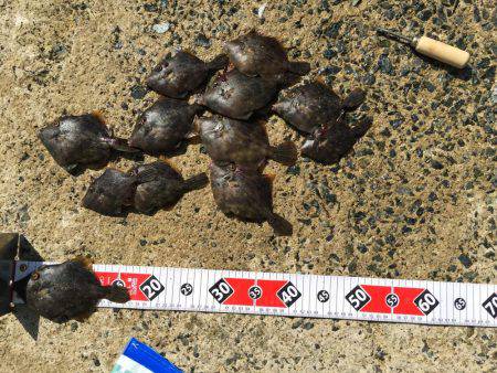 今年もついにカワハギが