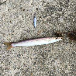 アオリイカとカマス開幕？