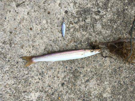 アオリイカとカマス開幕？