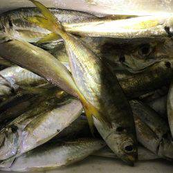 ナイトアジング