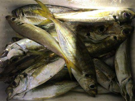 ナイトアジング