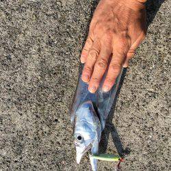 ポーアイ沖ライトショアジギング