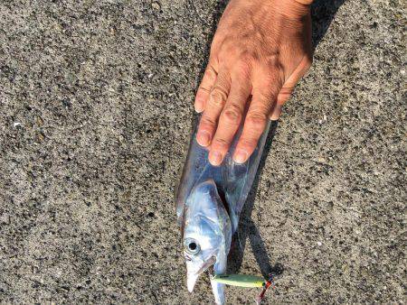 ポーアイ沖ライトショアジギング