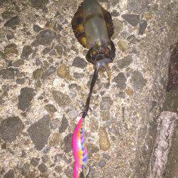 渋い状況でしたが