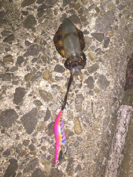 渋い状況でしたが