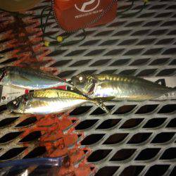 ウキ流しは惨敗も、なんとかアジをキープ