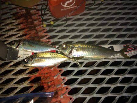 ウキ流しは惨敗も、なんとかアジをキープ