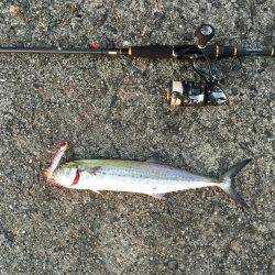 岸和田一文字釣行 タチウオは何処へ?