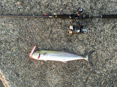 岸和田一文字釣行 タチウオは何処へ?