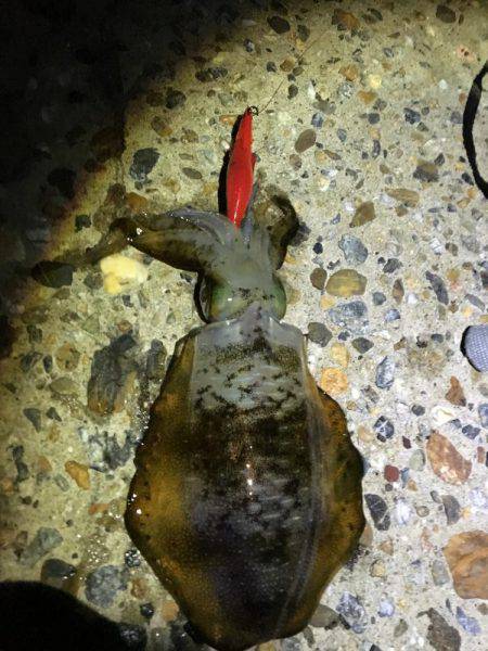 イカいっぱいおった((((；ﾟДﾟ))))…