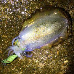 アオリイカ15cm出ました！