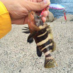 竹野でライトショアジギング