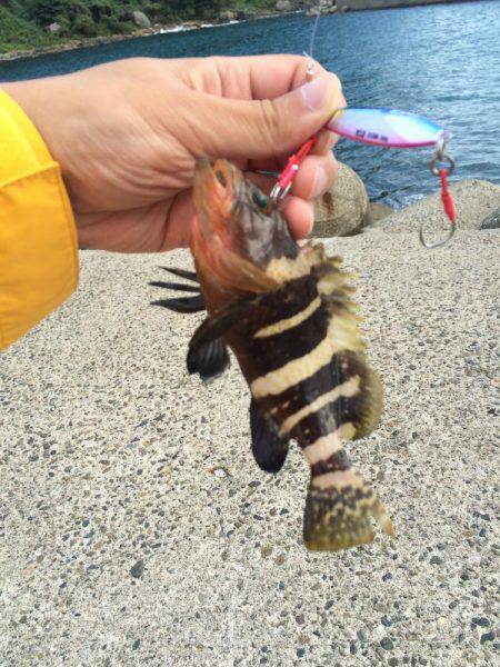 竹野でライトショアジギング