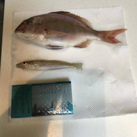 良く釣れましたꉂꉂ ( ˆᴗˆ  )