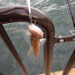 オシャレなエソ