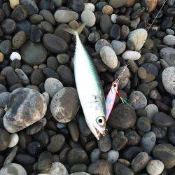 七里御浜 青物狙うも…