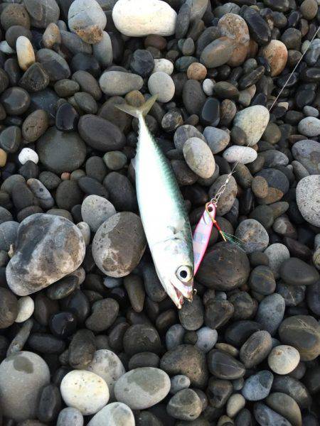 七里御浜 青物狙うも…