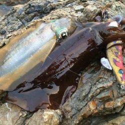 朝マヅメエギング