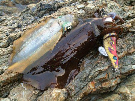 朝マヅメエギング