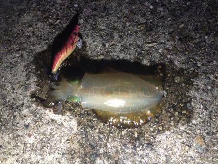 タコから始まる寸劇