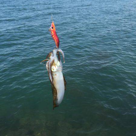 コロッケまれにとんかつ