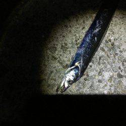 久しぶりの貝塚人工島!