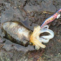 数釣りエギング