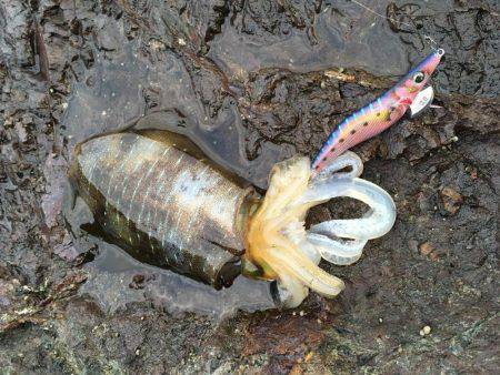 数釣りエギング