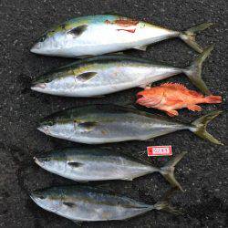 青物 秋シーズン突入！