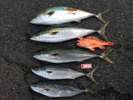 青物 秋シーズン突入！