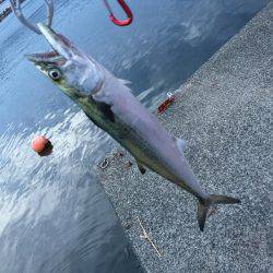 サゴシ×エソ×アコウ