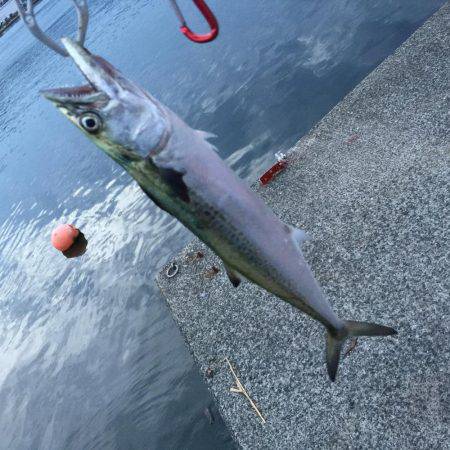 サゴシ×エソ×アコウ